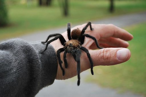 Online Arachnophobia Treatment<br />
